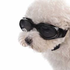 a white dog wearing black sunglasses on top of it's head and looking off to the side