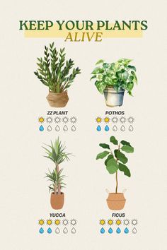 some plants that are in pots with the words keep your plants alive