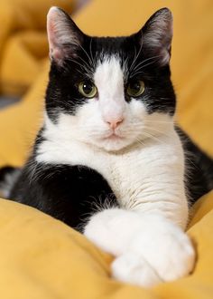 a black and white cat laying on top of a yellow comforter with its paw resting on the pillow