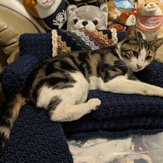 a cat laying on top of a blanket next to stuffed animals