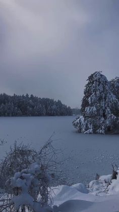 snow covered trees and bushes on the shore of a large body of water at dusk