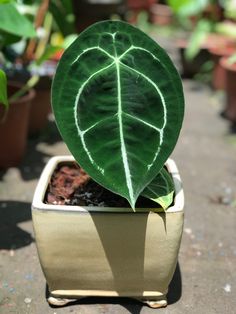 a large green leaf in a potted plant