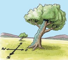 a drawing of a tree in the middle of a field with arrows pointing to it