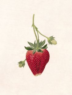 Strawberry Tattoo, Strawberry Art, Illustration Botanique, Fruit Painting, Scientific Illustration, Botanical Drawings, Plant Illustration, Fruit Art, Vintage Botanical