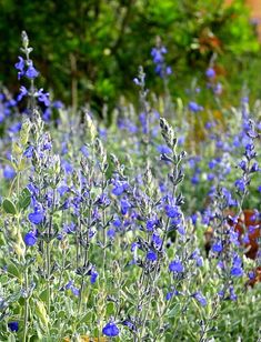 some blue flowers are growing in the grass