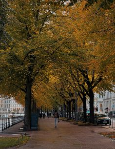 a person walking down a sidewalk next to trees with yellow leaves on them and buildings in the background