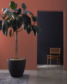 a potted plant sitting on top of a rug next to a wooden chair and wall