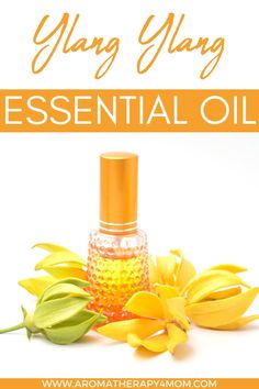 The benefits of Ylang Ylang Essential Oil include relaxation, stress relief, and sensuality. Ylang Ylang essential oil is a plant-based oil used for skin and hair care, aromatherapy, and relaxation. The oil is extracted from the flowers of the tropical tree found in Indonesia. #HairCare #AnxietyRelief #EssentialOils #YlangEssentialOil Ylang Ylang Essential Oil, Tropical Tree, Skin And Hair Care