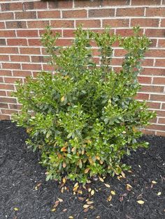 a small shrub growing out of the ground next to a brick wall and black mulch