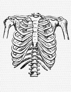 the skeleton is shown in black and white, with no visible ribbings on it