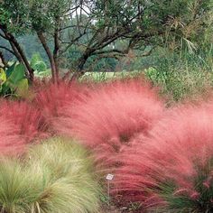 red and green plants in the middle of a garden