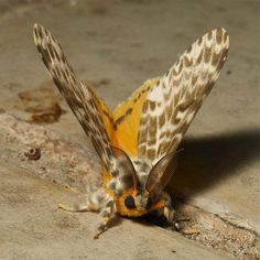 a close up of a moth on the ground