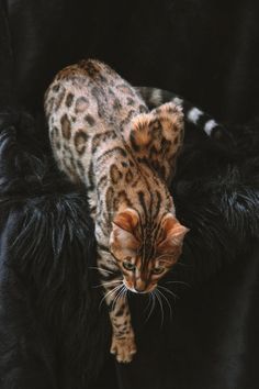 a cat sitting on top of a black chair