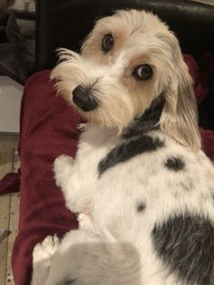 a small dog sitting on top of a red blanket