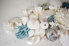 sea shells and corals are arranged on a white surface