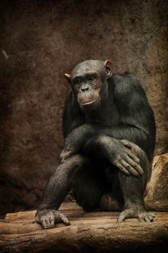 a chimpan sitting on top of a wooden log