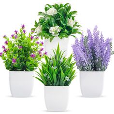 four different types of plants in white pots