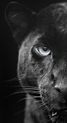 a black cat with blue eyes looking at the camera, in front of a dark background