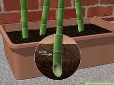 a potted plant with three green bamboo sticks sticking out of it's soil