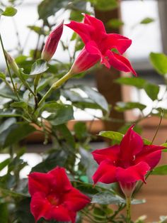 some red flowers are growing in a pot