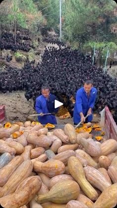 two men in blue shirts are sorting squash