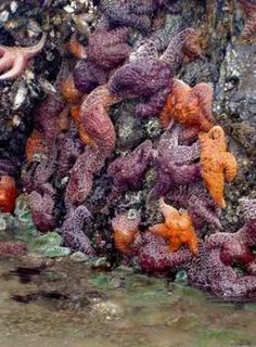 an orange and purple seaweed on the rocks by the water's edge, with other corals in the background