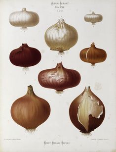 an illustration of different types of onions on a white background, including red and yellow ones