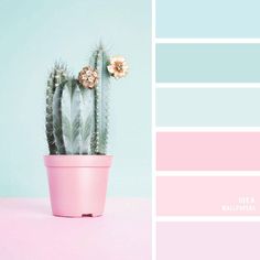 a cactus in a pink pot with pastel colors on the walls and bottom half