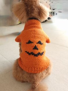 a brown dog wearing an orange knitted halloween sweater with a pumpkin face on it's chest