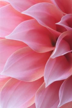 a close up view of a pink flower