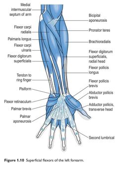 the muscles are labeled in this diagram, and there is also an image of their functions