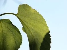 a green leaf is shown against a blue sky