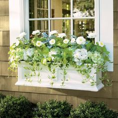 a window box filled with white and green flowers