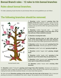 the branches of a tree are labeled in pink and green, with instructions on how to use