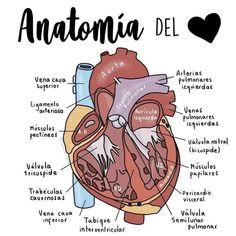 the anatomy of the heart and its major vessels, labeled in spanish text on a white background