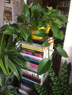 a stack of books sitting next to a green plant