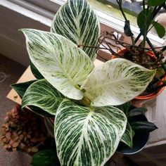 a white and green plant sitting on top of a window sill next to a potted plant