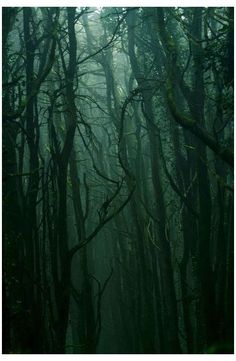 a dark forest filled with lots of tall trees