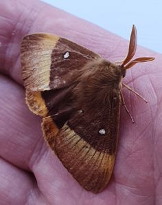 a brown and yellow moth sitting on the palm of someone's hand