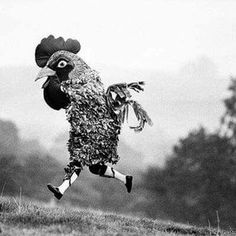 a bird is dressed up like a turkey running in the grass with trees in the background