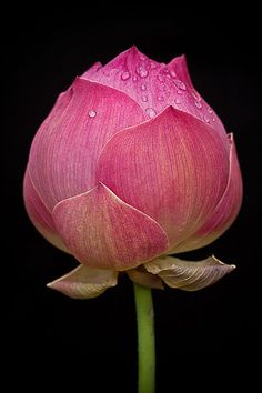 a pink flower with drops of water on it's petals, in front of a black background