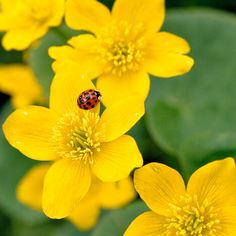 a lady bug sitting on top of yellow flowers