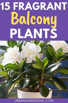 a potted plant with white flowers in it and the words 15 fragranti balcony plants