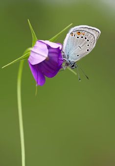 a small blue butterfly sitting on top of a purple flower