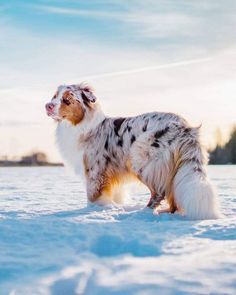 a white and brown dog standing in the snow