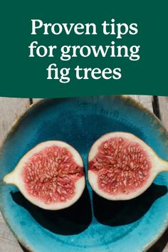 Figs are delicious, healthful and easy-to-cultivate. And though many are intimidated by caring for their own at-home fruit tree, you shouldn’t be daunted – Fig Trees are actually easy to buy and plant. With a bit of planning and our care tips and tricks, you’ll have your own harvest in no time!

#FruitTrees #BackyardOrchard Growing Fig Trees, Fruit Tree