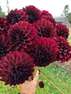 a person holding a bunch of red flowers in their hand on the side of a road