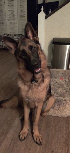 a german shepherd dog sitting on the floor