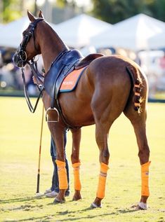 a brown horse standing on top of a lush green field