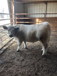 a baby cow standing in the middle of a pen